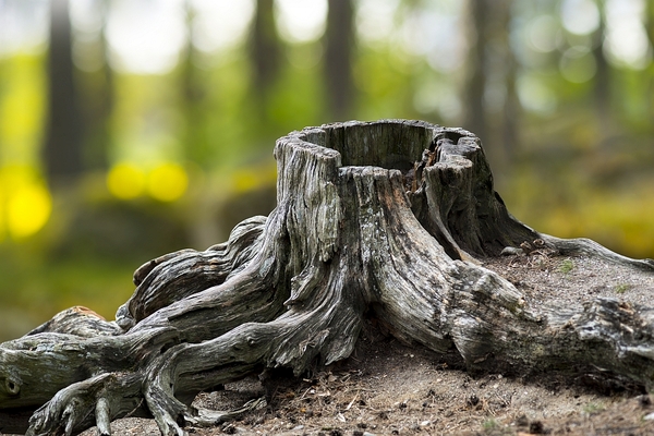 The Tree Stump Surprise