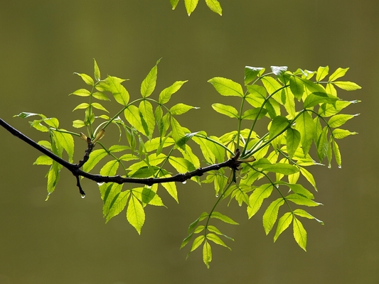 On the Cutting Edge: The Latest News in Tree Science