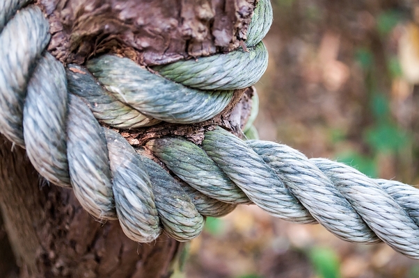 Accidental Assault: Girdled Trees