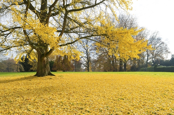 Tree Superlatives
