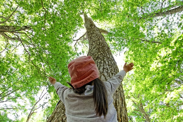 A Parent’s Guide to Teaching Kids About Trees