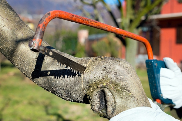 The Two Basic Ways Amateurs Ruin Trees