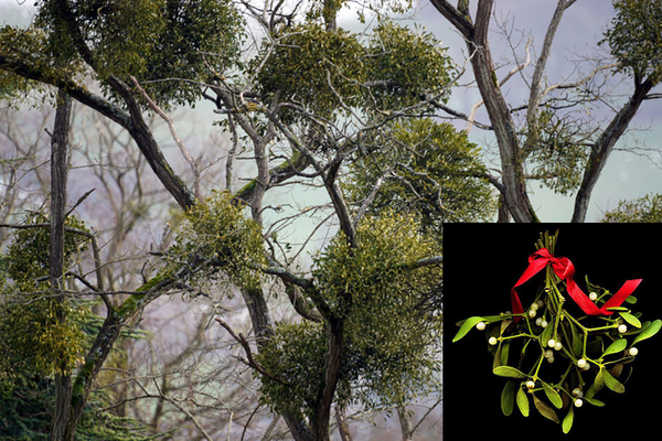 Mistletoe Facts: Understanding its Impact on Trees and Wildlife