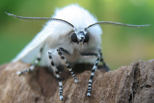 Managing White Satin Moths: Protect Your Trees from Defoliation