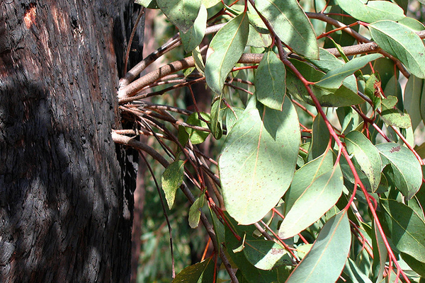 Identifying and Managing Tree Suckers: Essential Tips for Healthy Growth