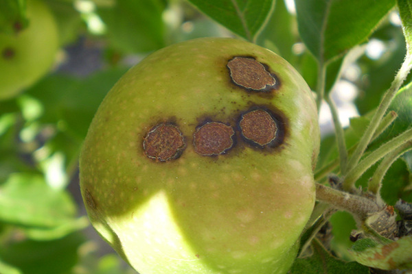 Spring Tree Care Tips: Identifying and Preventing Common Diseases