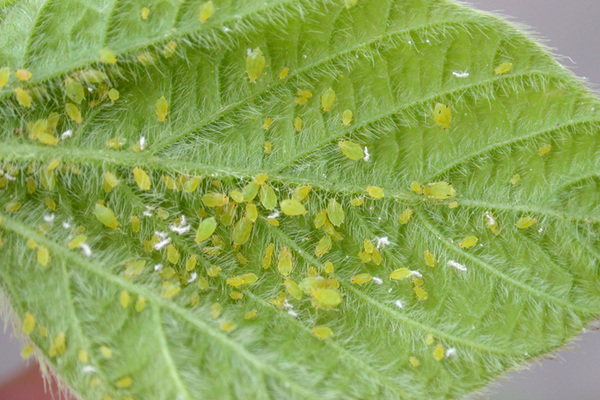 5 Common Spring Tree Pests to Watch for in 2024: Identification and Prevention