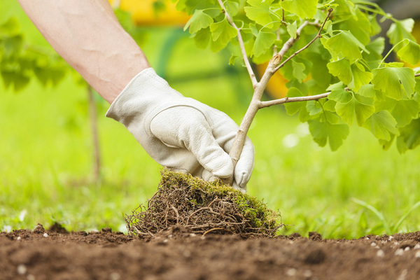 Tree Care Services