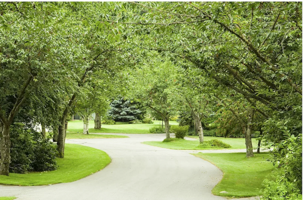 Expert Tree Maintenance with Arborist Now