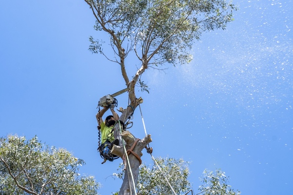 Why You Should Choose Arborist Now for Your Storm Damage Assistance and Clean-Up in Pacifica