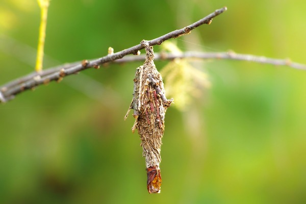 Bagworms: The Silent Tree Destroyers—A Comprehensive Guide