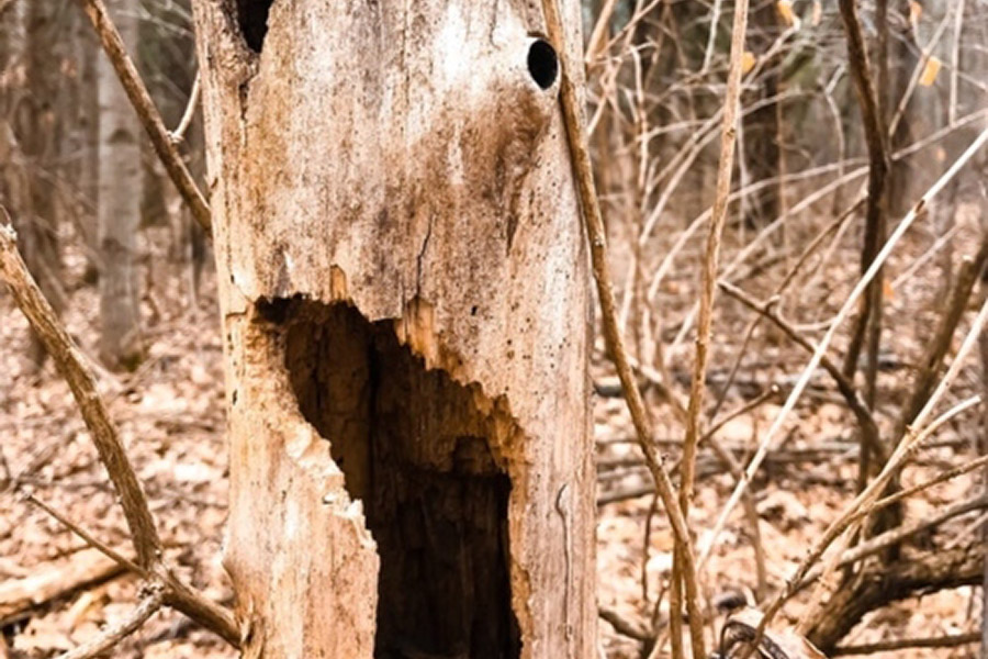 Bark Branch Branches