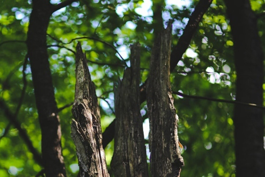 Bark Branch Daylight