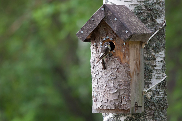 Transform Your Yard: Urban Wildlife Garden Trees in 2024