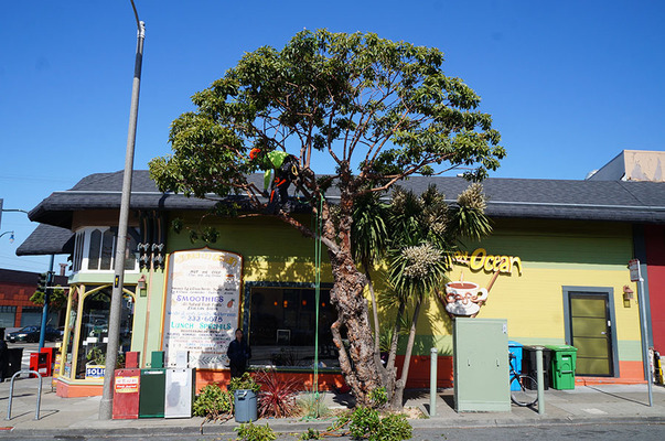 Ocean Avenue Street Trees