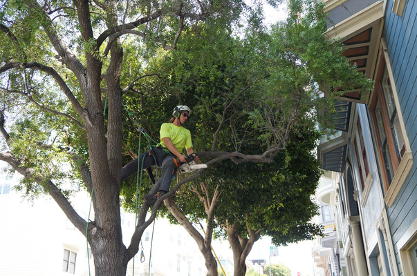 Signs You Should Prune Your Trees