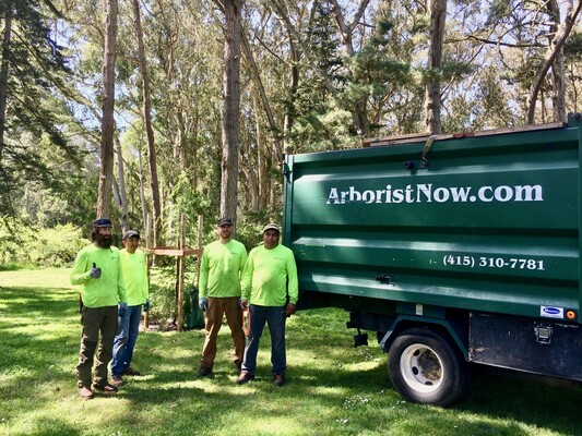 How to Choose the Best Arborist Company for You