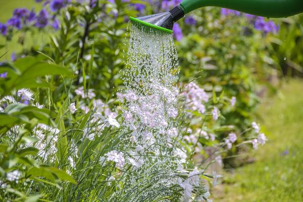 When Should You Stop Watering Grass in the Fall?
