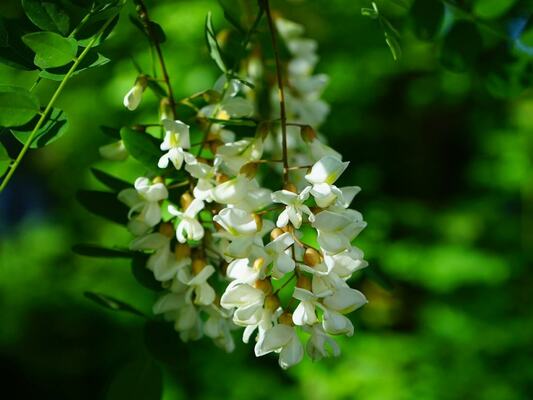 Robinia Pseudoacacia