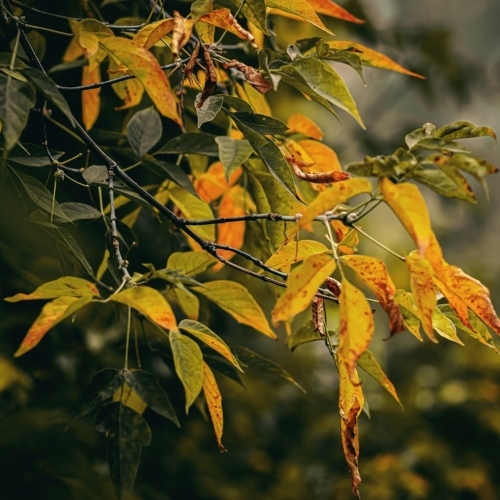 Colorful Autumn Tree Leaves