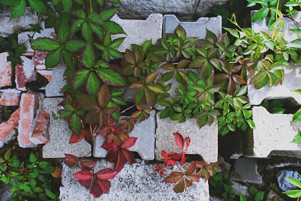 Invasive Plants to Avoid in Your Landscaping