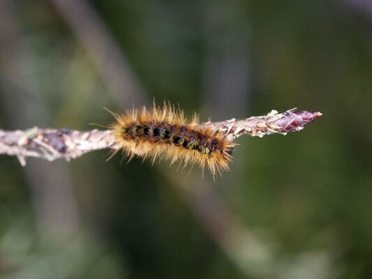 Pest of the Month: Fall Webworms