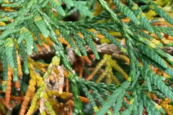Why Your Arborvitae is Turning Brown and How to Fix It