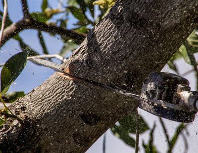 Do I Need a Tree Removal Permit?