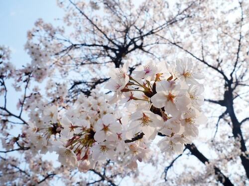 Cherry Blossom Tree in Full Bloom