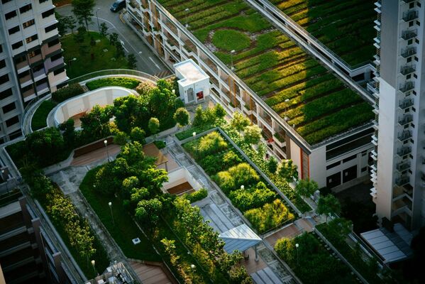Rooftop Gardening: What Will This Trend Do for Urban Areas?