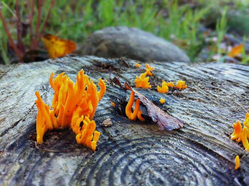 Colorful Fungus on Tree Stump in SF