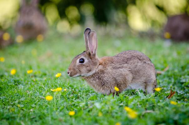 Pest of the Month: Rabbits