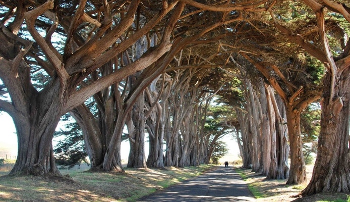San Francisco’s Landmark Trees: Unveiling the Urban Forest and the Legacy of Mary Ellen Pleasant