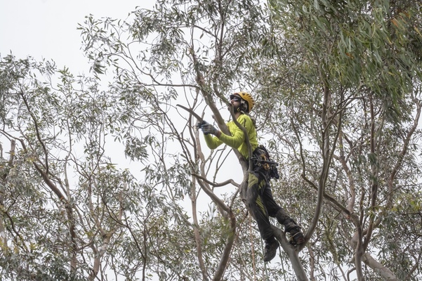 Choosing Arborist Now for Your Tree Healthcare in Oakland, California