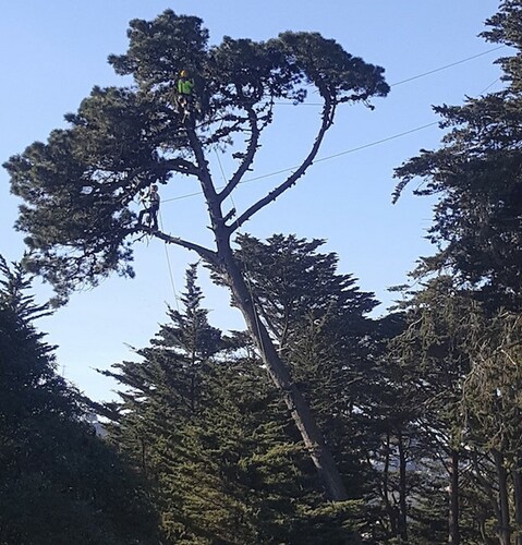 Safe Tree Climbing and Trimming | Arborist No