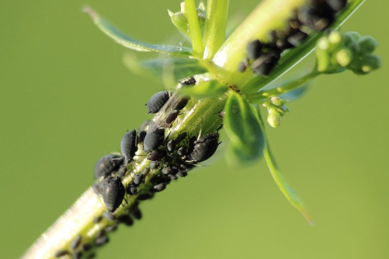 Pest of the Month: Aphids