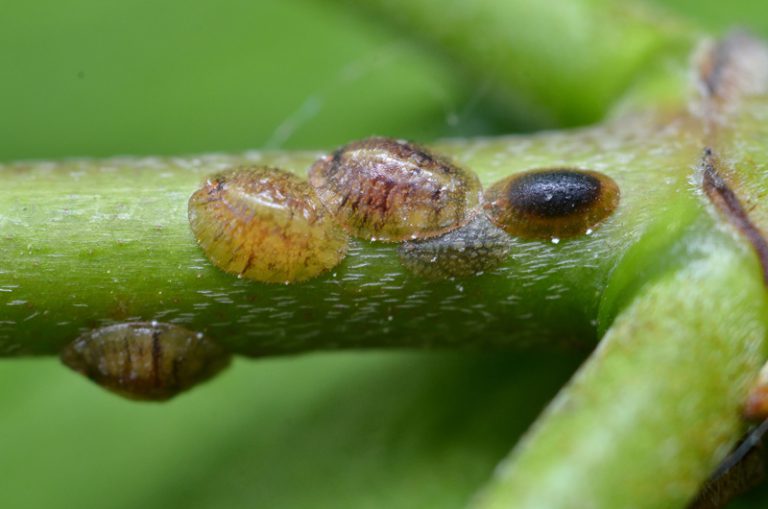 Pest of the Month: Scale Insects