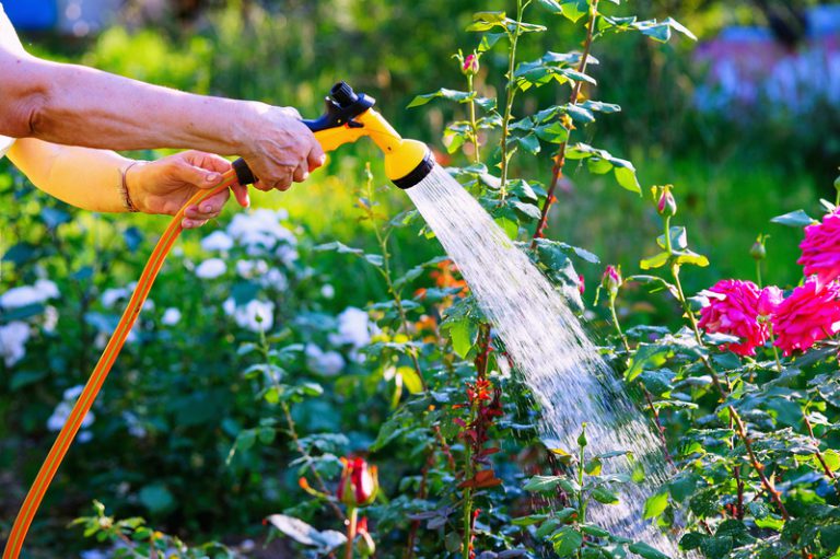 Your Ultimate Summer Landscaping Checklist: 6 Essential Tips for a Thriving Yard