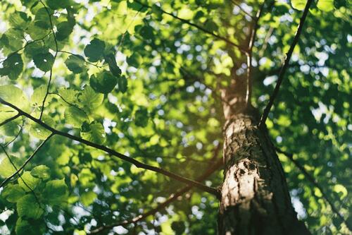 Importance of Tree Care in San Francisco | Arborist Now