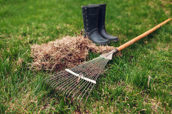 Benefits of Dethatching and Overseeding Your Lawn