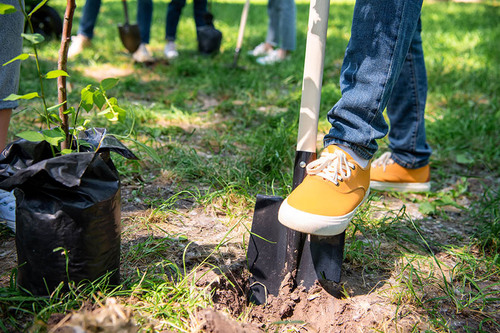 Community Tree Planting Event