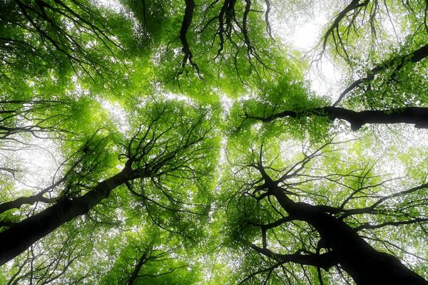 The Arborist Now Tree Quiz