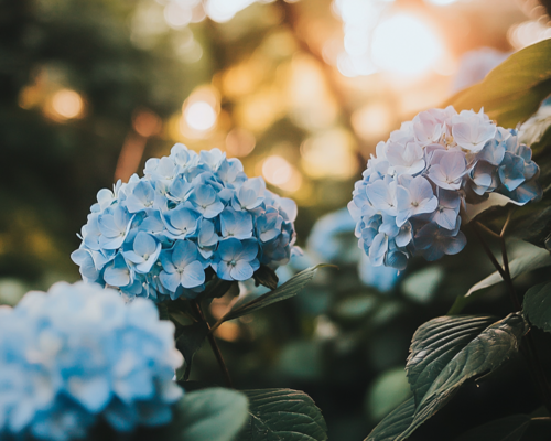 Blue Hydrangea Blossoms at Sunset