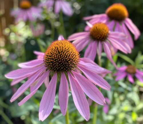 Vibrant Purple Coneflower in Bloom