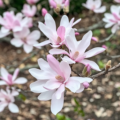 The Top Flowering Trees for Spring