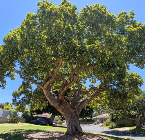 Stunning Cork Oak Tree in Urban Landscape