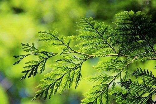 evergreen branch