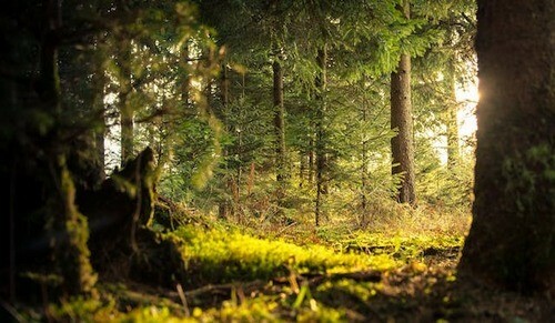 evergreen forest
