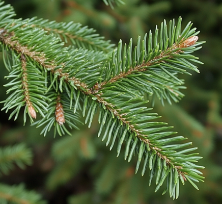 The Best Trees for Winter Color in Your Landscaping