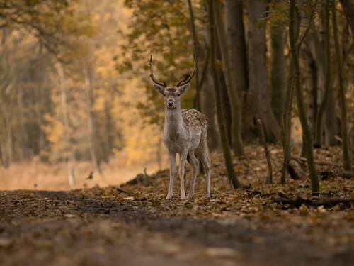 Fallow Deer in Autumn Forest Habitat